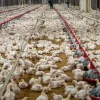 ADA garantiza disponibilidad de 7 millones de libras pollo congelado a RD$60 a disposición del mercado nacional