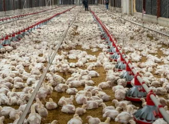 ADA garantiza disponibilidad de 7 millones de libras pollo congelado a RD$60 a disposición del mercado nacional