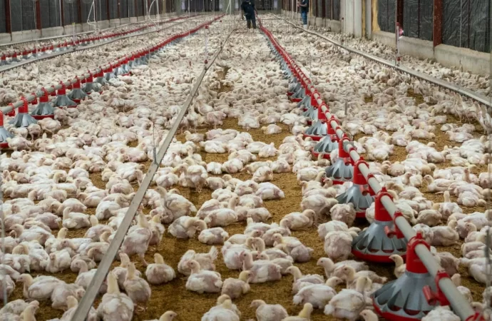 ADA garantiza disponibilidad de 7 millones de libras pollo congelado a RD$60 a disposición del mercado nacional