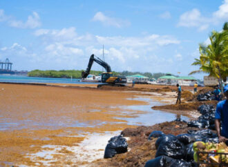 Sargazo de los pies a la cabeza: llena la playa de Boca Chica