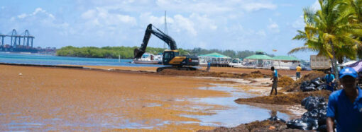 Sargazo de los pies a la cabeza: llena la playa de Boca Chica