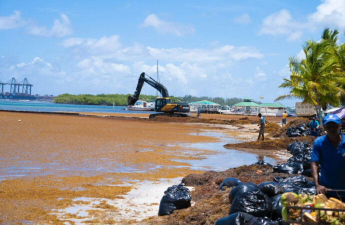 Sargazo de los pies a la cabeza: llena la playa de Boca Chica